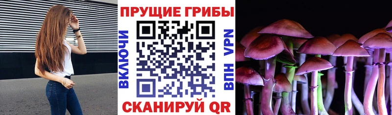 купить наркоту  Камышин  Галлюциногенные грибы Cubensis 